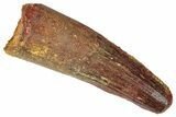 Fossil Spinosaurus Tooth - Feeding Worn Tip #346314-1